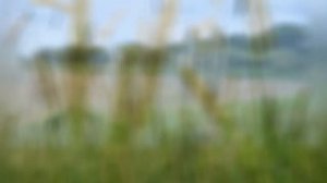 ЛИСОХВОСТ  (ALOPECURUS)  сем. Злаки