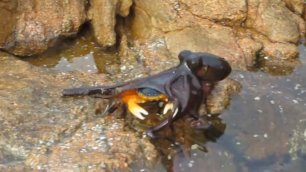 Жестокое нападение осьминога на краба