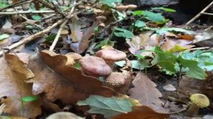 Gumós tuskógomba - Armillaria gallica