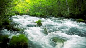 Музыка Воды. Зеленый ручей, текущий в лесу.