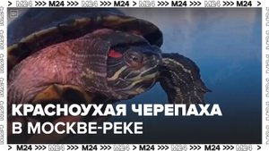 Рыбак выловил большую красноухую черепаху на Москве-реке - Москва 24