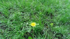 Камера ORDRO EP7. Первые впечатления. (Обзор от I.V. Мне интересно)