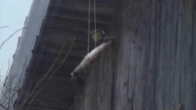 Птичья карусель