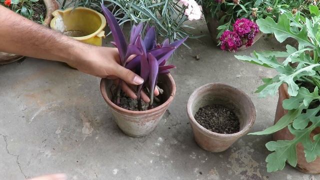 Growing Purple Heart plant From Cutting , Purple Heart Plant Propagation . смотреть онлайн