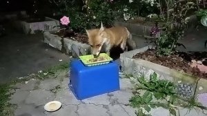 Лиса приходит в гости. Сентябрь 2024 (806)