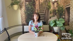 Стрептокарпус Уход в домашних условиях Будет цвести круглый год!