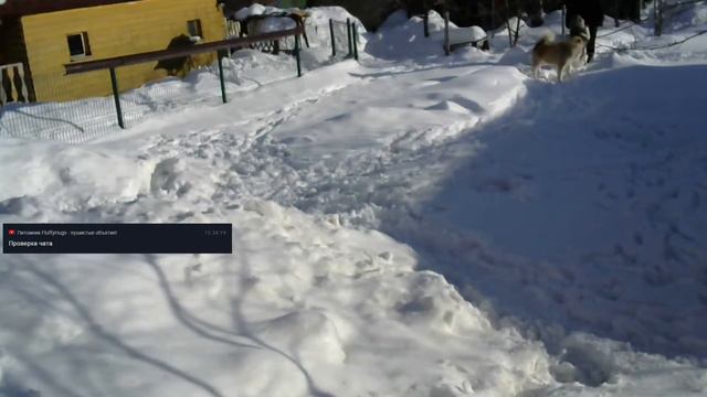МАЛАМУТЫ ОНЛАЙН - СКОРО НАЧАЛО НОВОГО СЕЗОНА! (ХАСЯТА ОНЛАЙН)
