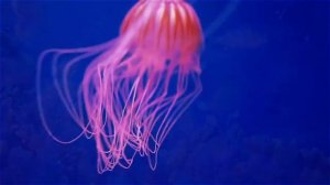 Музыка подводного мира