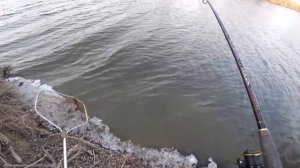 СНЯЛ с ДЕРЕВА уловистую МАНДУЛУ!!! СУДАК на спиннинг с берега! Ловля судака на джиг!