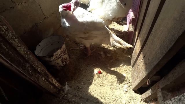 Перерабатываем ревень. Обзор сада и огорода на середину июля. Яблоки побиты градом. Сусло. смотреть онлайн