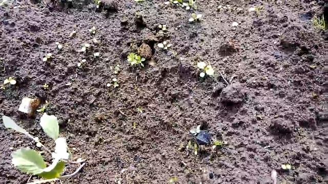 Что нужно садить рядом с капустой, чтобы было меньше вредителей на капусте смотреть онлайн