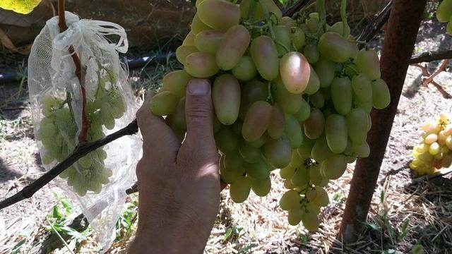 Виноград " Юбилей Новочеркасска " смотреть онлайн