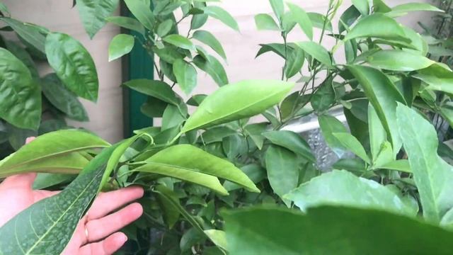 Тем временем. От экзотов до чернобрывцев смотреть онлайн