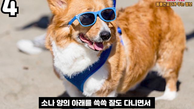 7분만에 알아보는 '웰시코기' 의 충격적인 비밀들 смотреть онлайн