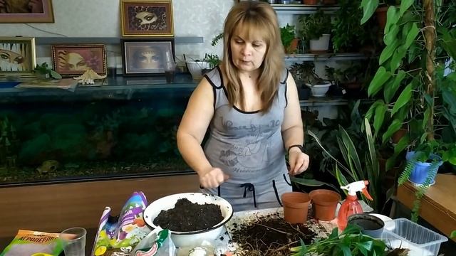 Рассаживание спатифиллума смотреть онлайн