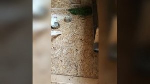 Ведение домашнего хозяйства. Начало положено, завели, спустя много лет, курочек-несушек.