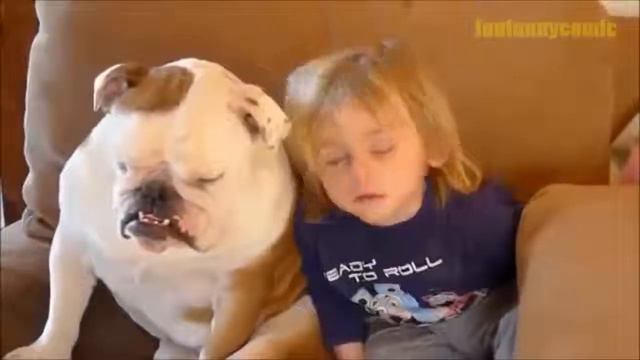 Смешные животные Funny animals #11 смотреть онлайн