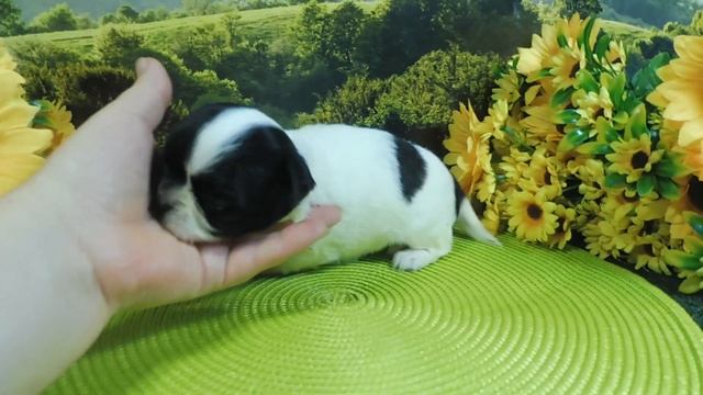 РЕЗЕРВ питомника ДЕВОЧКА #чихуахуа БЕЛО ЧЁРНОГО окраса , возраст 3 недели. смотреть онлайн