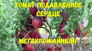 Изумительный томат Подавленное сердце: вкус, урожай, форма - все на высоте