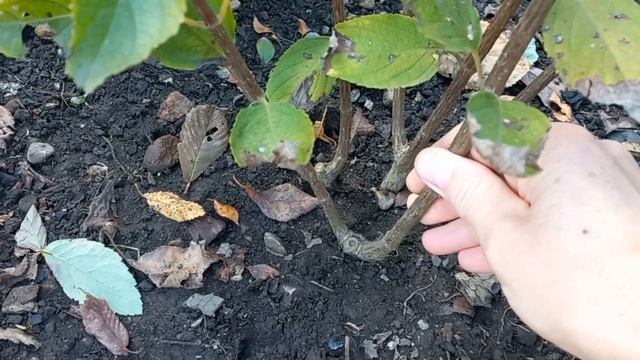 Гортензия Жемчужина Фестиваля,  цветение при низкой  обрезке