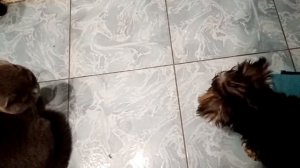 Йоркширский терьер.Знакомство с кошкой.Yorkshire terrier.Introduction to the cat.#йоркикошка#