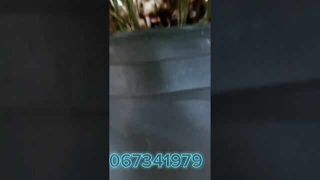 Удивительный голубой папоротник смотреть онлайн