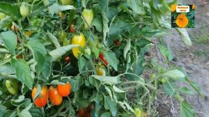 ТОМАТ ДЖЕК ПОТ F1