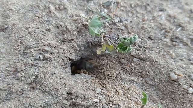 Мохноногая пчела/Dasypoda hirtipes/Pantaloon bee в Москворецком пойменном заказнике смотреть онлайн