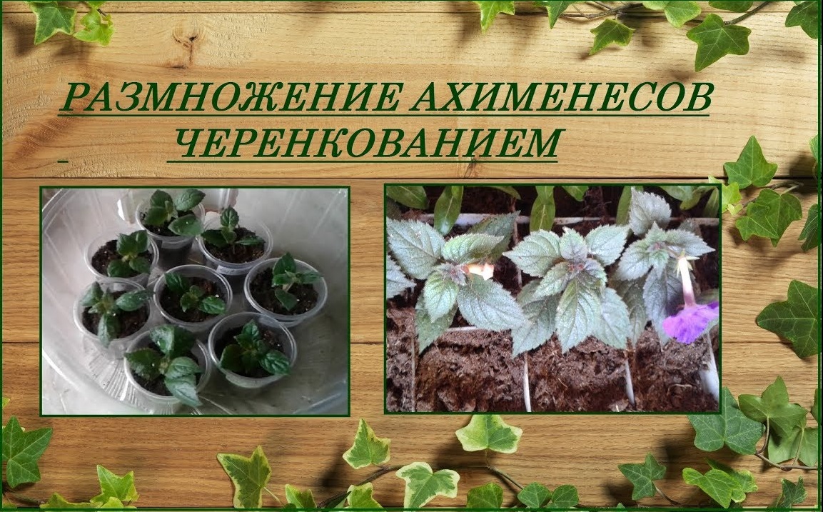 Ахименесы размножение черенками быстро и просто, два способа