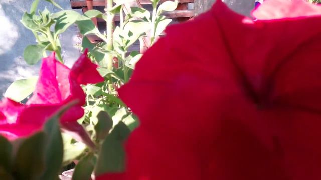 Петуния. Красоточка 🤗 смотреть онлайн