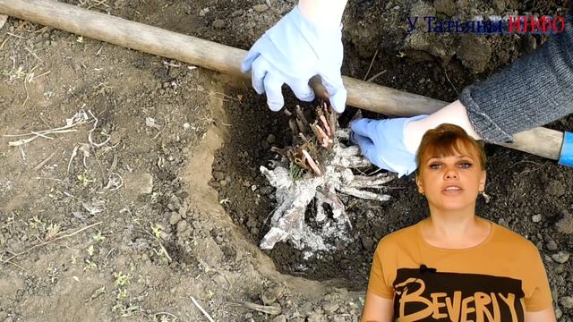 ПИОНЫ. Уход за ПИОНАМИ после цветения! Пионы – посадка, выращивание, уход, размножение, подкормка