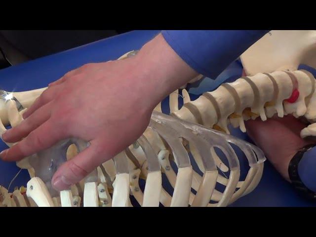 Семинар остеопатия МИОФАСЦИАЛЬНЫЕ ЦЕПИ МФЦ_34 смотреть онлайн