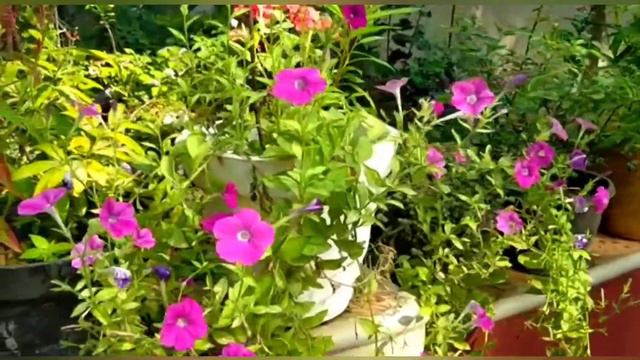 Beautiful flowers/പത്തുമണി /റോസ് /petunia flowers/ portulaca/ rose/ cuttees hub смотреть онлайн