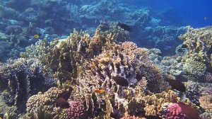 вечером на рифе отеля Pyramisa Beach Resort Sahl Hasheesh