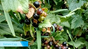 Шаман - сорт черной смородины