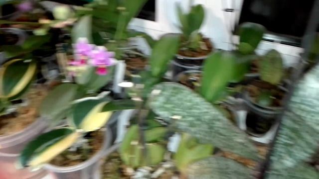 Самый лучший увлажнитель воздуха, он реально работает???? смотреть онлайн