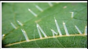 Почему крапива жалит?