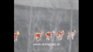 Pulsar QUANTUM XD50S