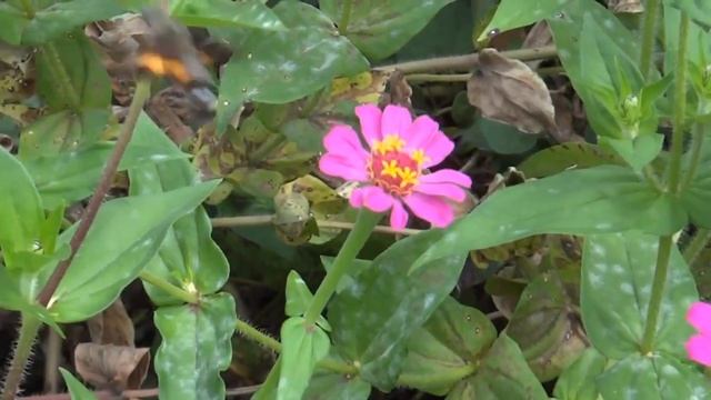 ＳＯＮＹ　ＤＳＣ－ＴＸ２０動画品質テスト・テスト смотреть онлайн