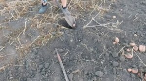 Худею и Мотивирую 👍  В  СЕЛЕ НА КАРТОШКЕ 💪🥔