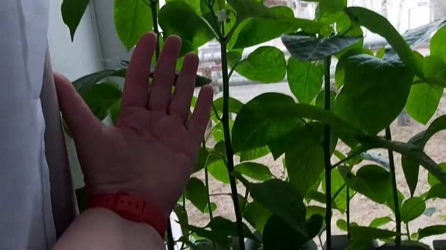 #Рассада#07.05.2021г.зацвели #петуньи#орхидеи# #bloom#petunias #orchids # смотреть онлайн