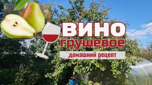 Вино из груши - получится или нет?