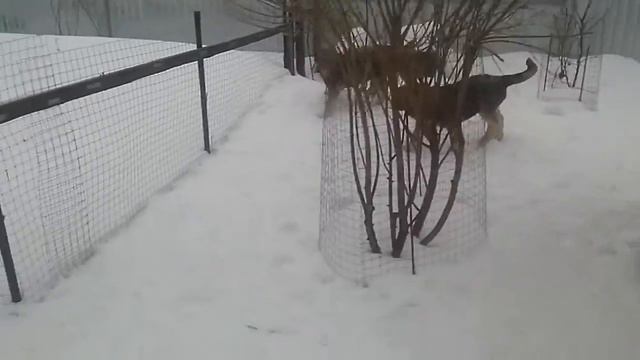 Щенки испанского мастифа 3 мес. питомник Спаниш Гранд смотреть онлайн