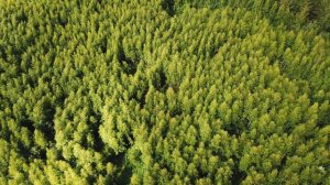 ЛЕТО. КИРОВСКАЯ ОБЛАСТЬ // AERIAL CINEMATOGRAPHY (4k)