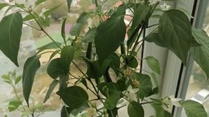 Жареный окунь и ставридка. Приготовление морской рыбы