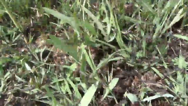 Саранча в Лимане из-за осушения подстепных Ильменей смотреть онлайн