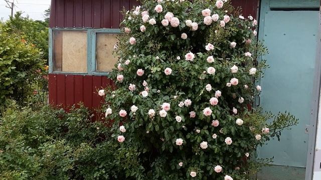 Лариса - почвопокровная роза. Питомник Роз Полины Козловой rozarium.biz смотреть онлайн