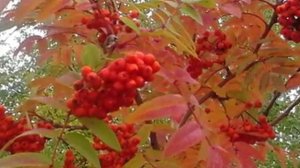 И только гроздья рябины, да алый шальной закат....