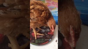 Вес цветных бройлеров и голошеек в 1 месяц выведенных от голошеек французской линии. Расщепление.