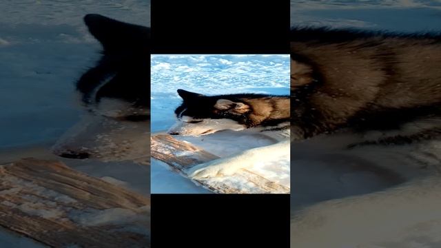 Хаски Умка нашла в лесу дрова. Хорошая собачка.